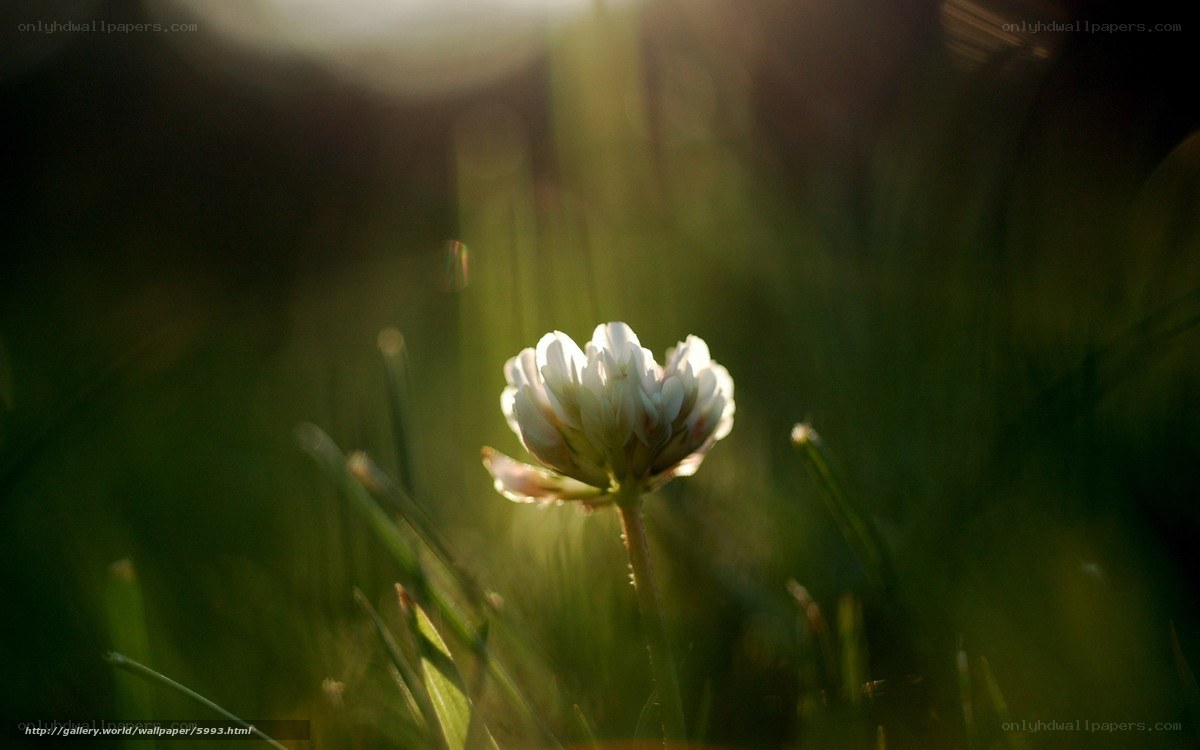White flower in sunlit grass
