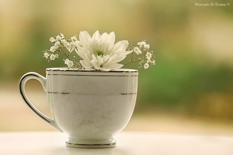White Flower in Teacup — Serene, Photograph