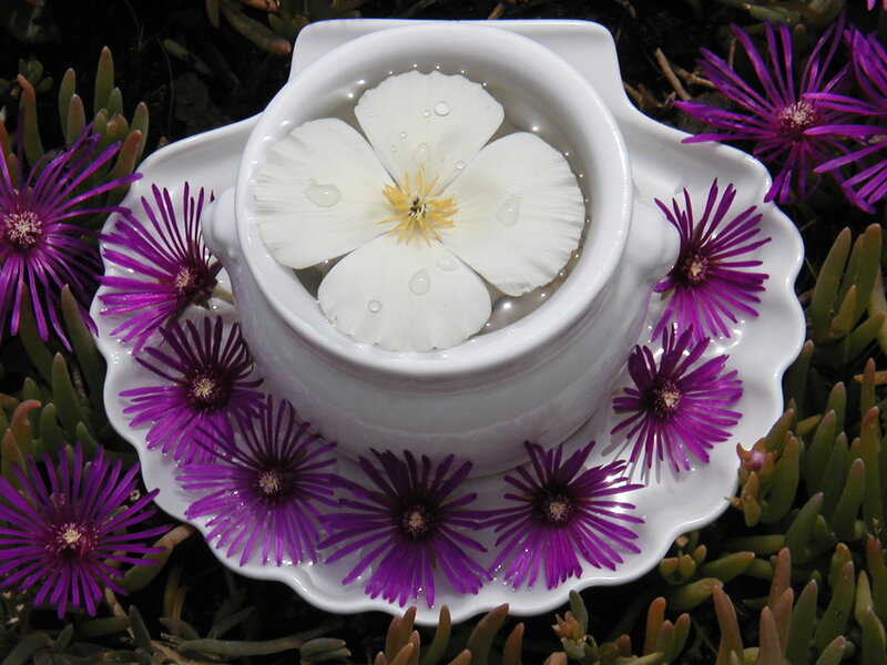 White Flower in Teacup — Serene