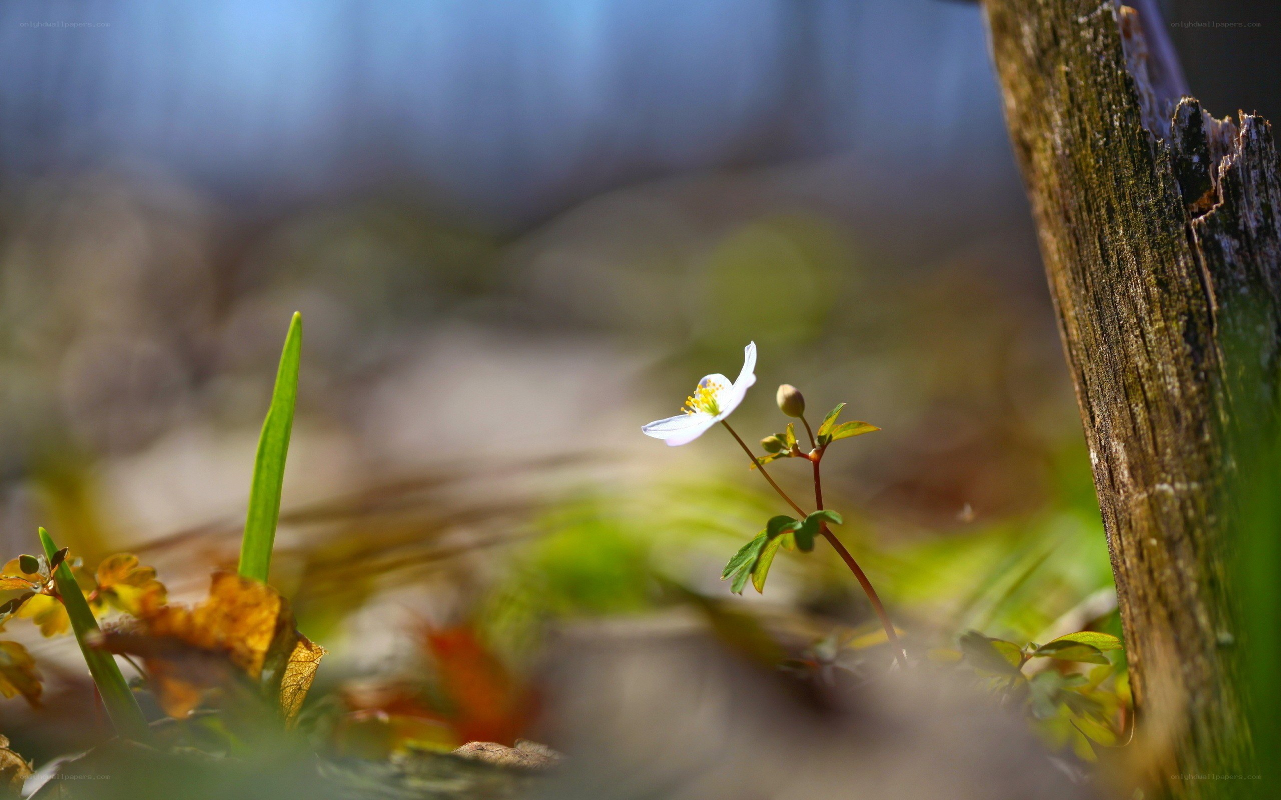 White flower in the forest