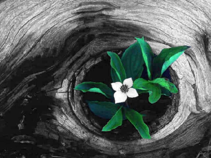 White Flower in Tree Stump