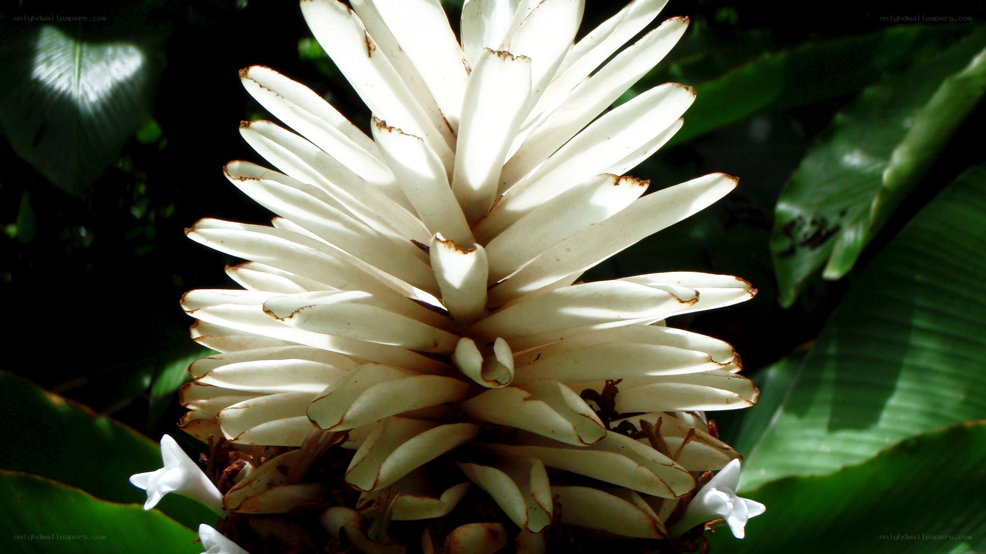 White flower in tropical foliage