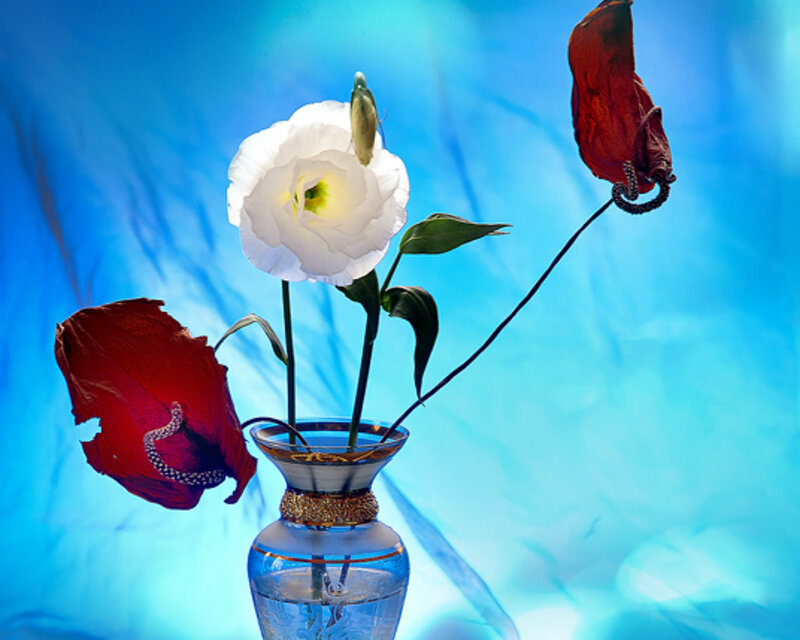 White Flower in Vase — Blue