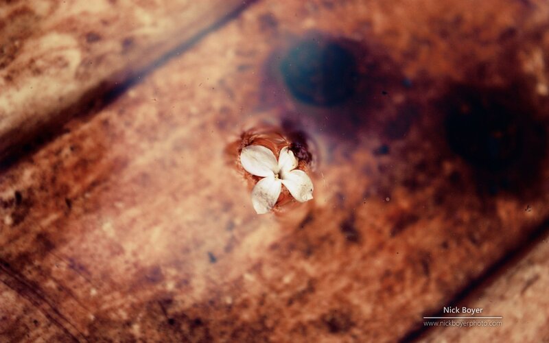 White Flower in Water — Brown