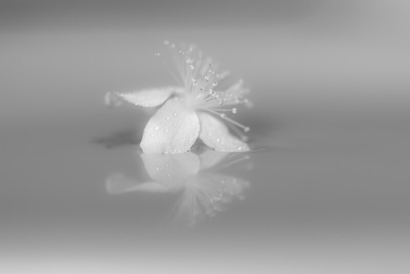 White Flower in Water — Gray