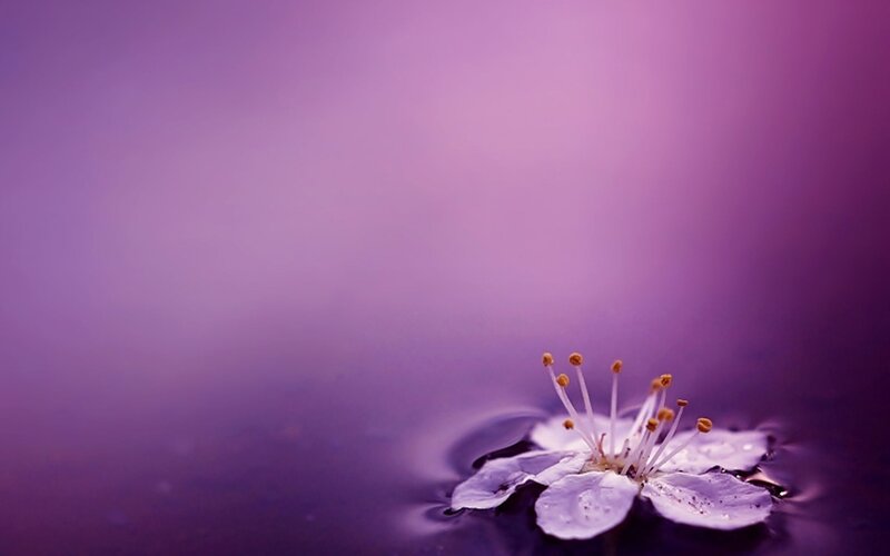 White Flower in Water — Purple