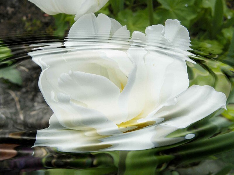 White Flower in Water — Serene