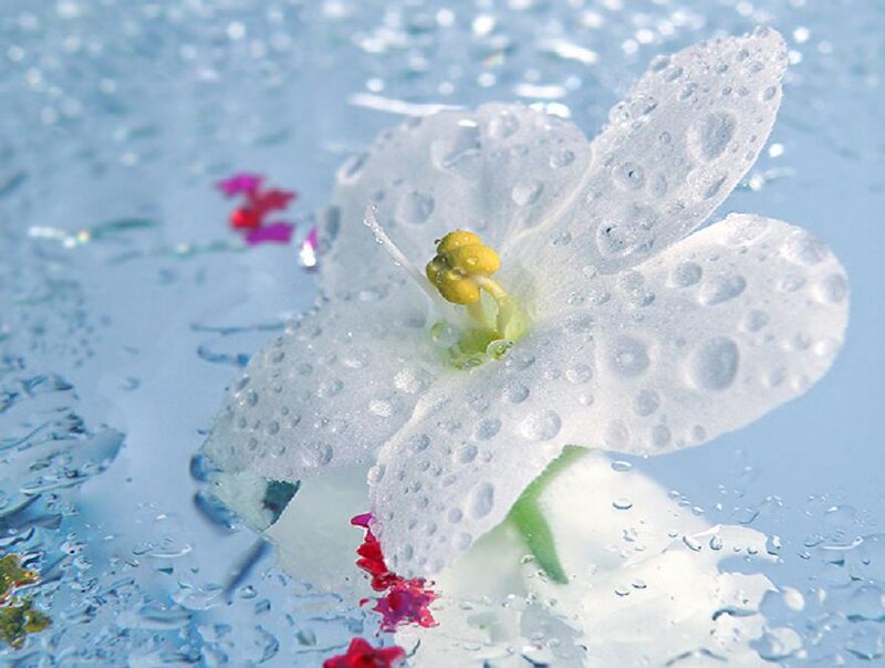 White Flower in Water