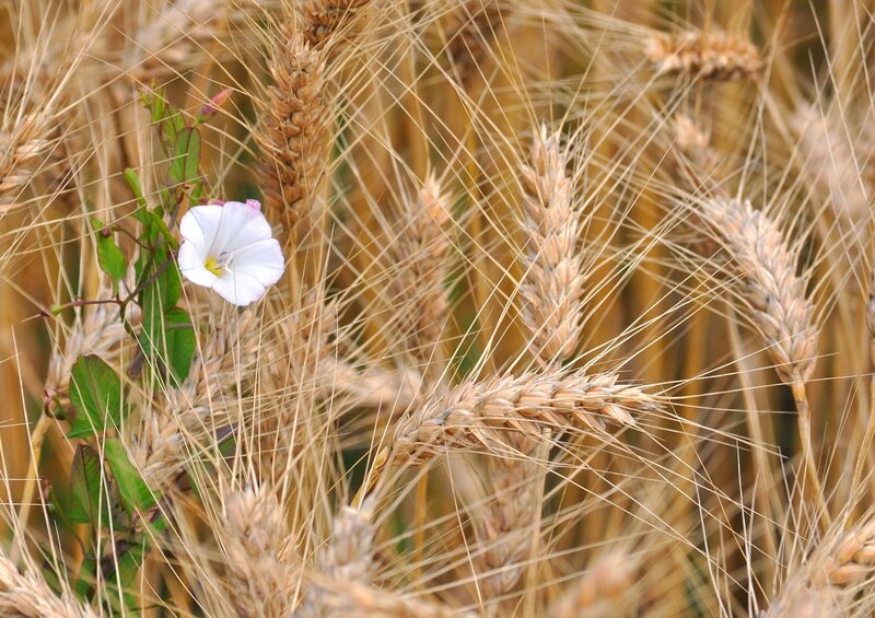 White Flower in Wheat
