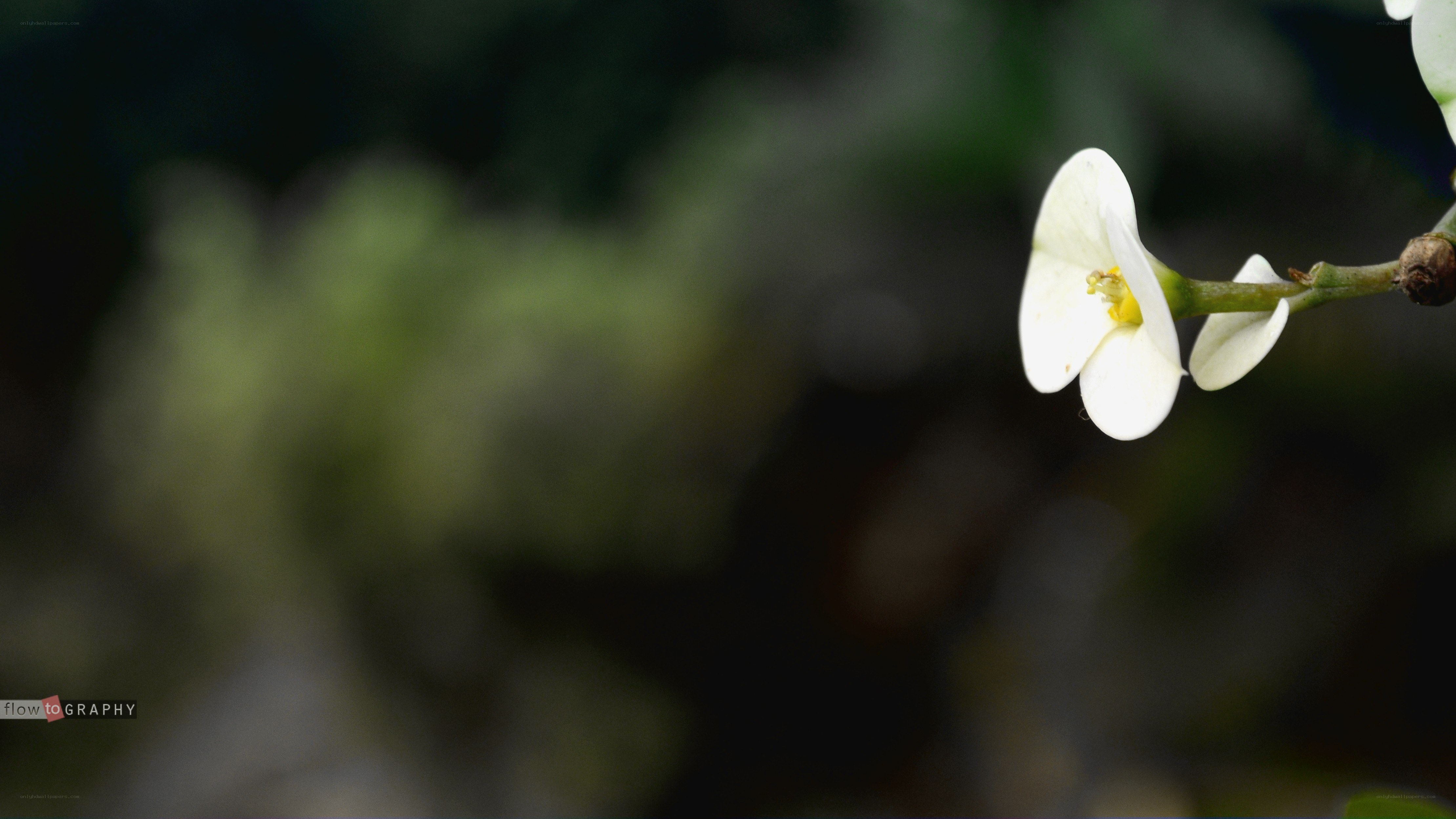white flower on a branch