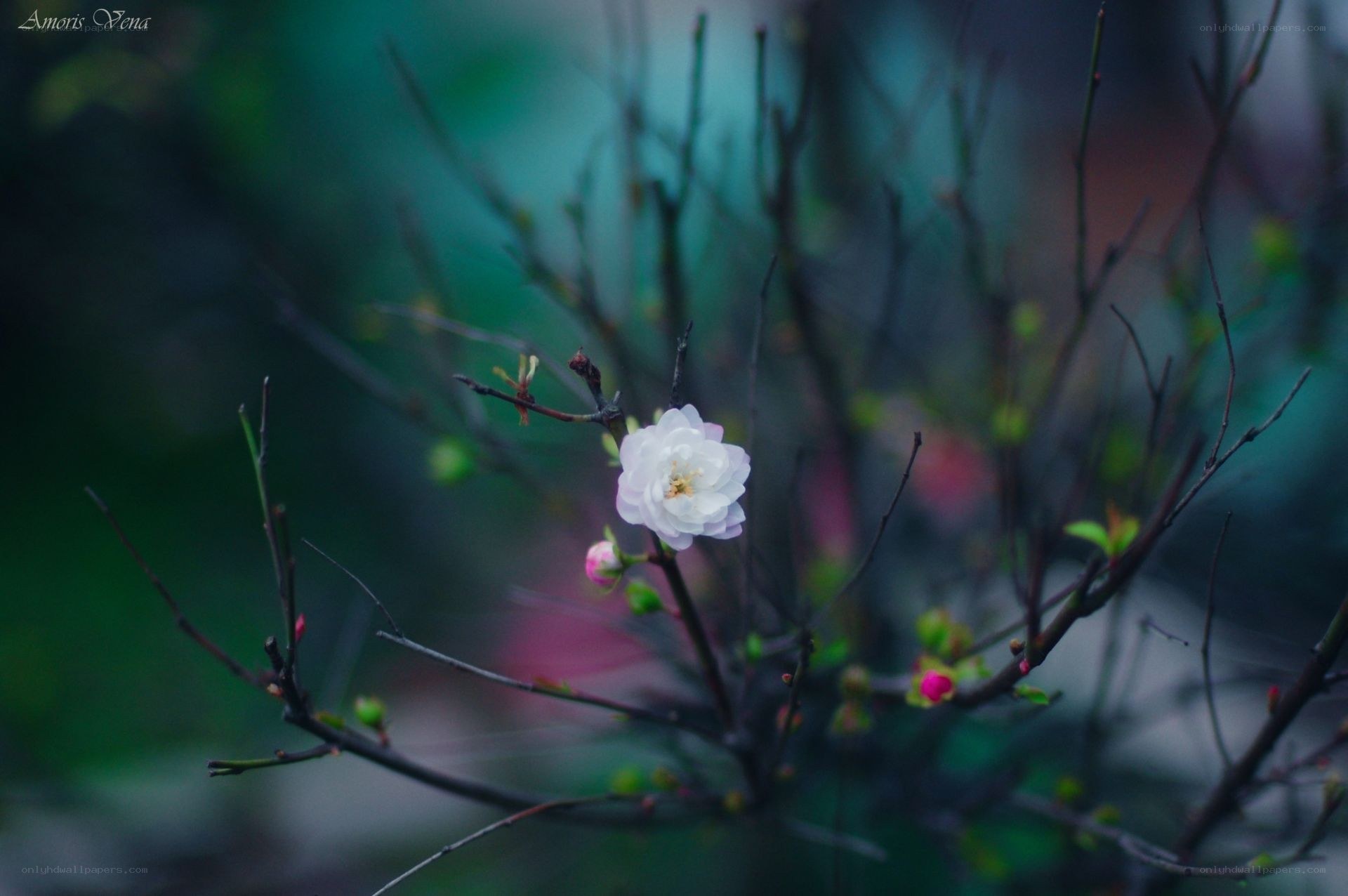 white flower on a branch