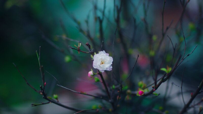 white flower on a branch
