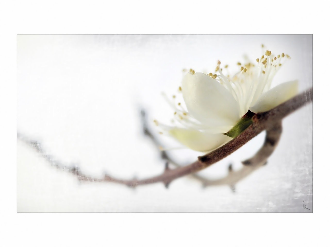 white flower on a branch