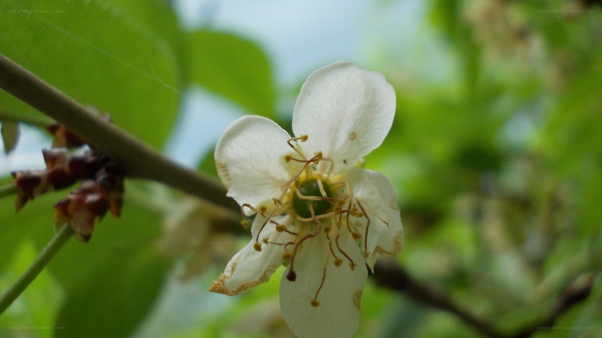 white flower on a branch