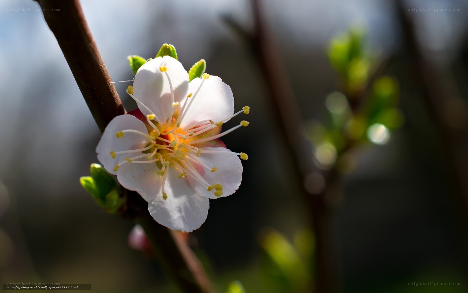 White flower on a branch