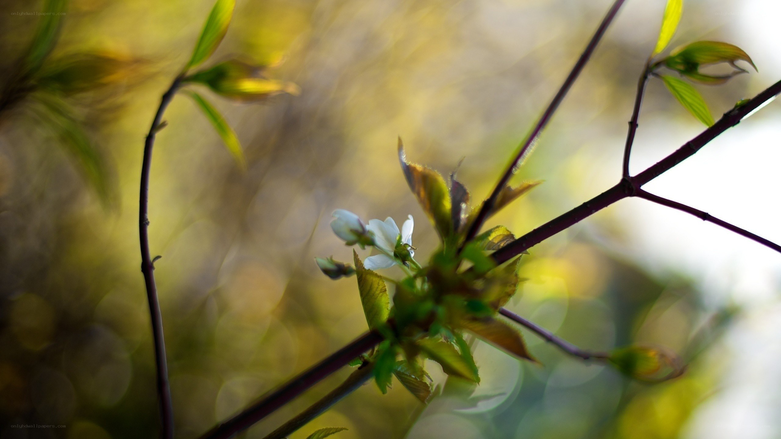 White flower on a branch