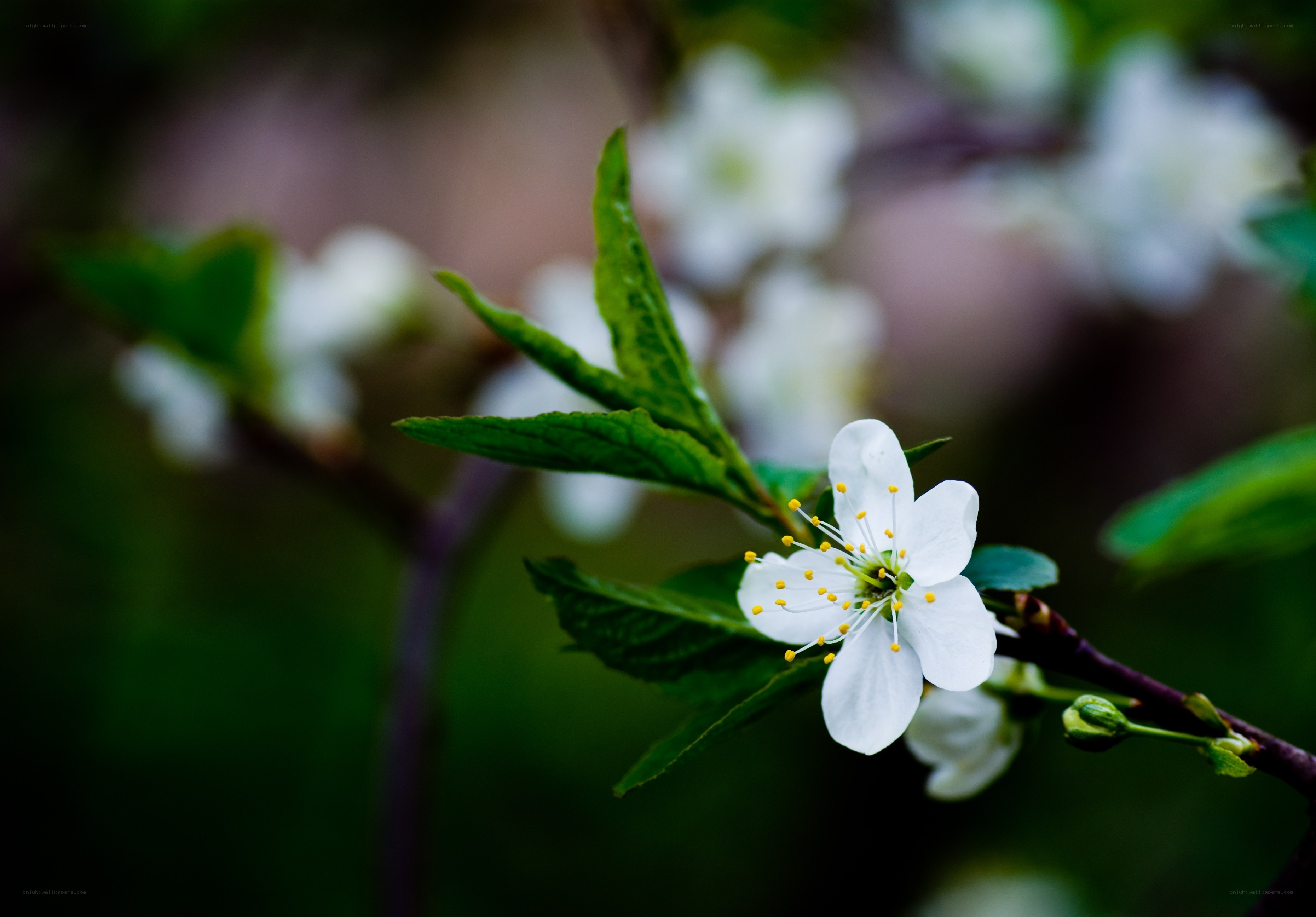 White flower on a branch