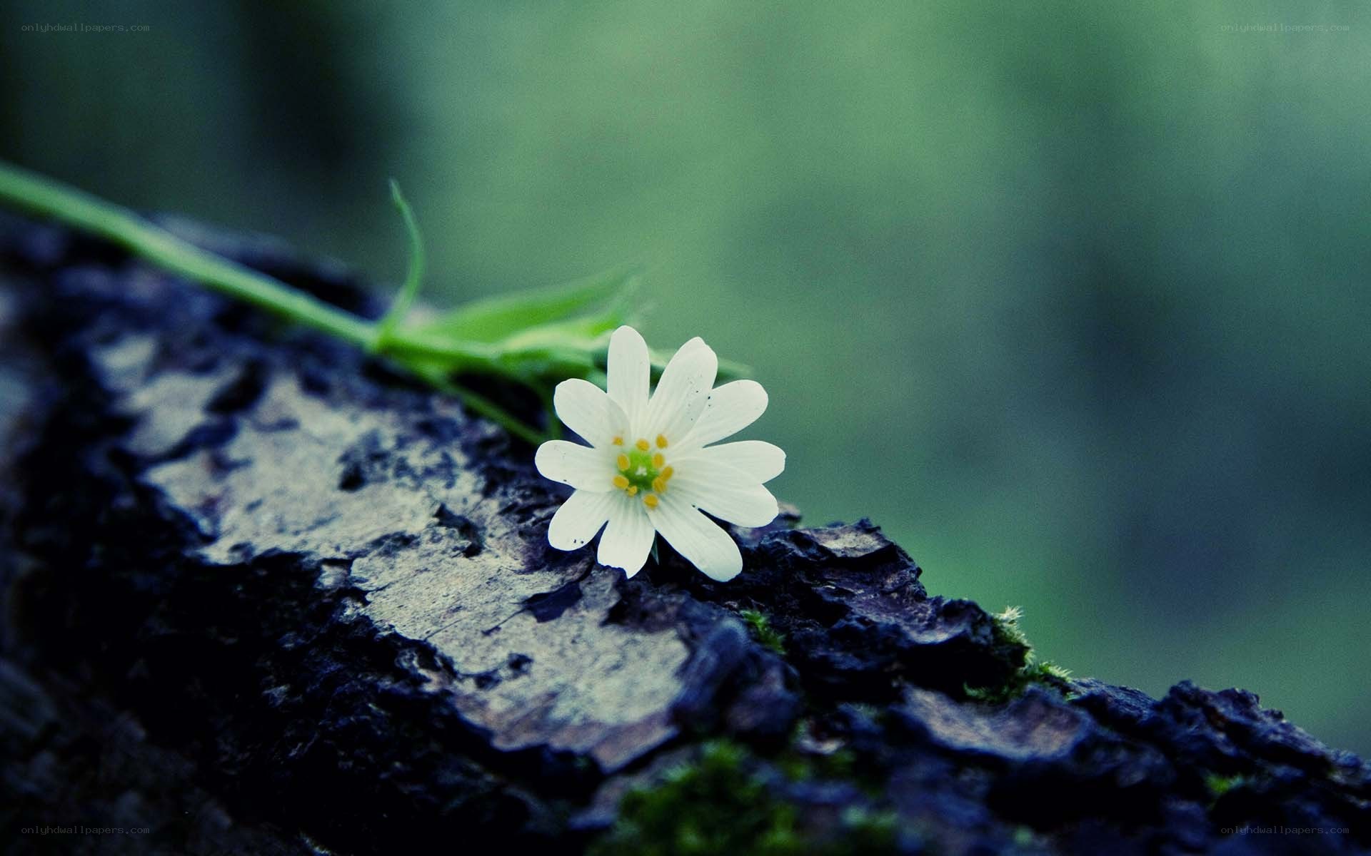 White flower on a log