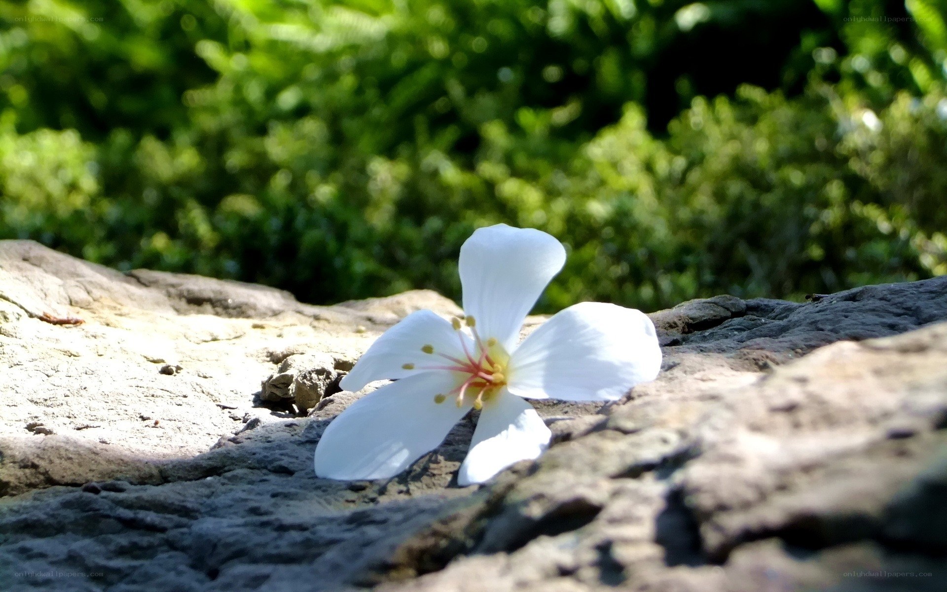 White flower on a rock