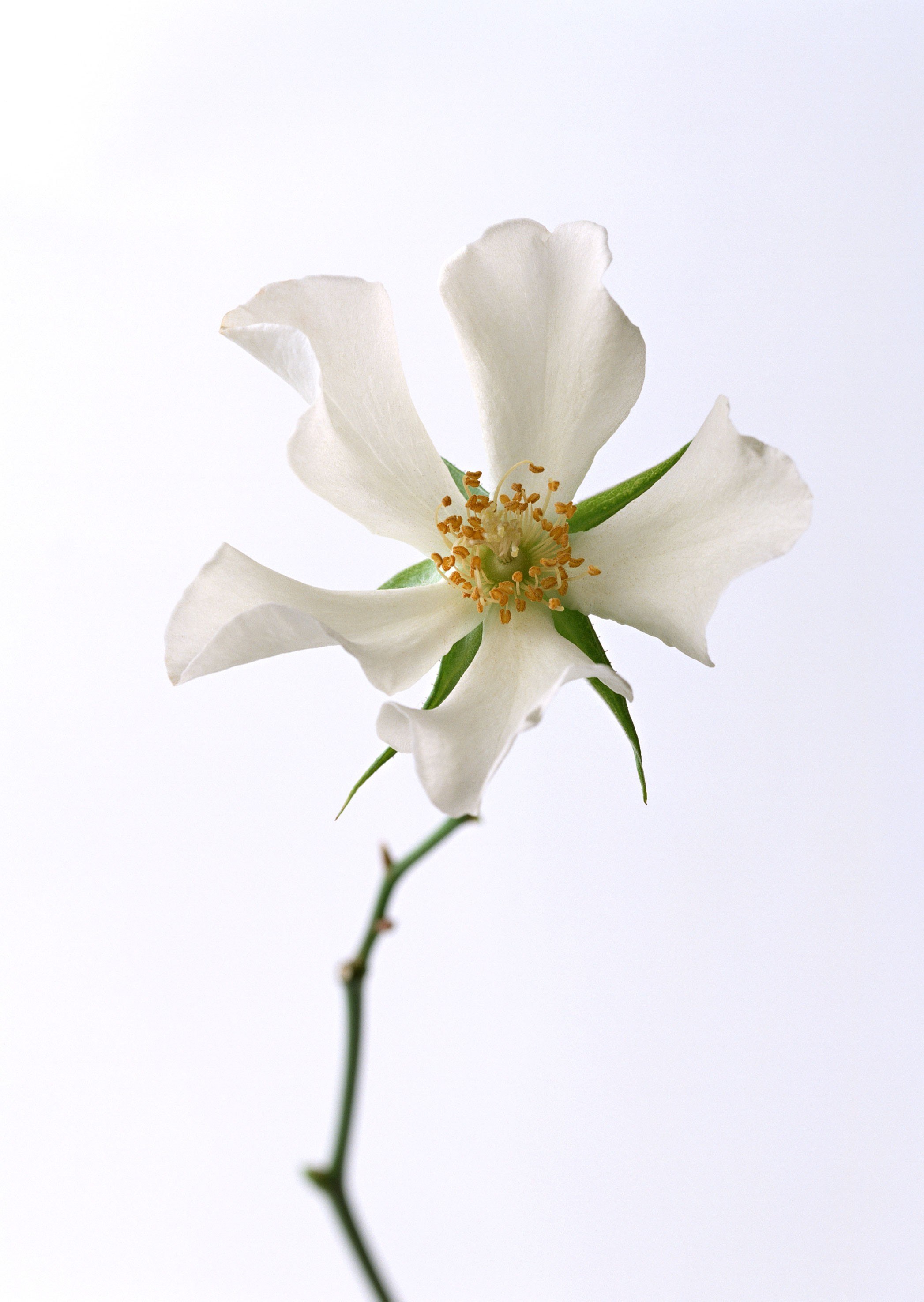 white flower on a stem