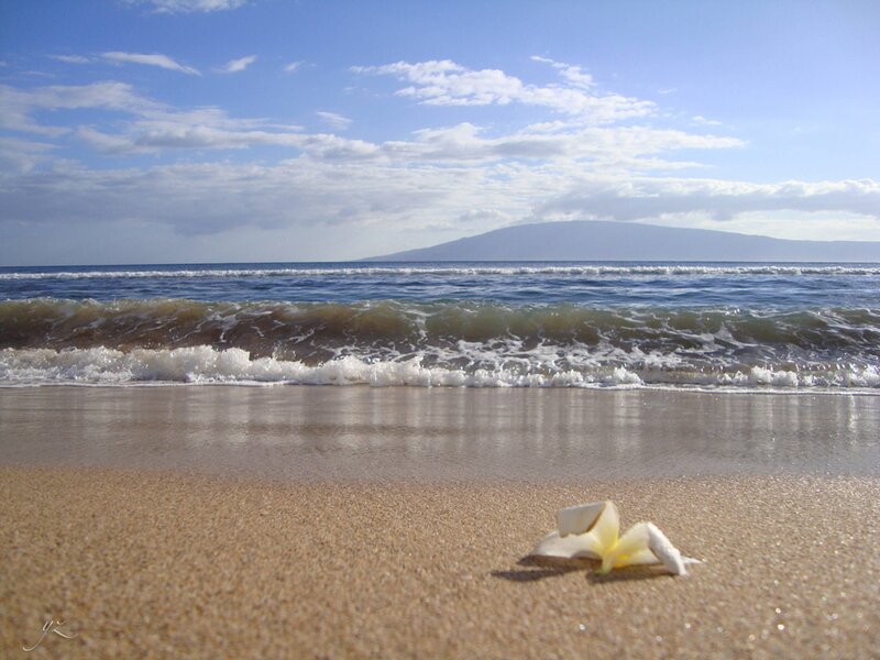 White Flower on Beach — Blue