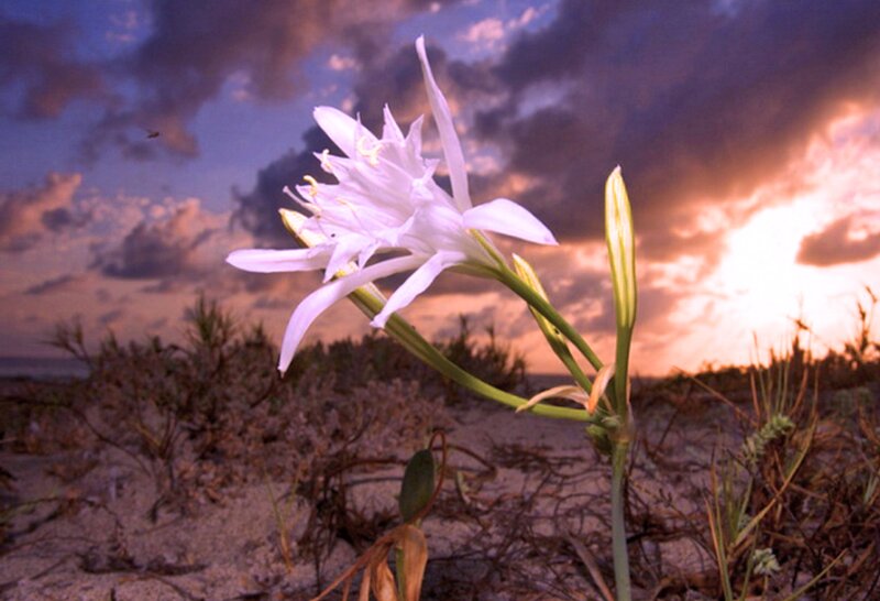 White Flower on Beach