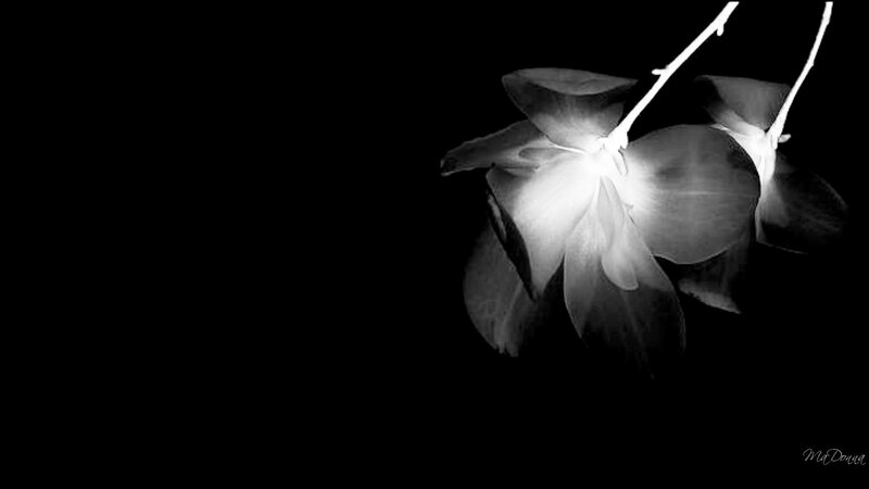 White Flower on Black Background — Dramatic