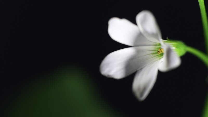 white flower on black background