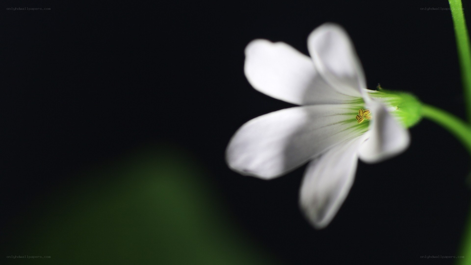 white flower on black background