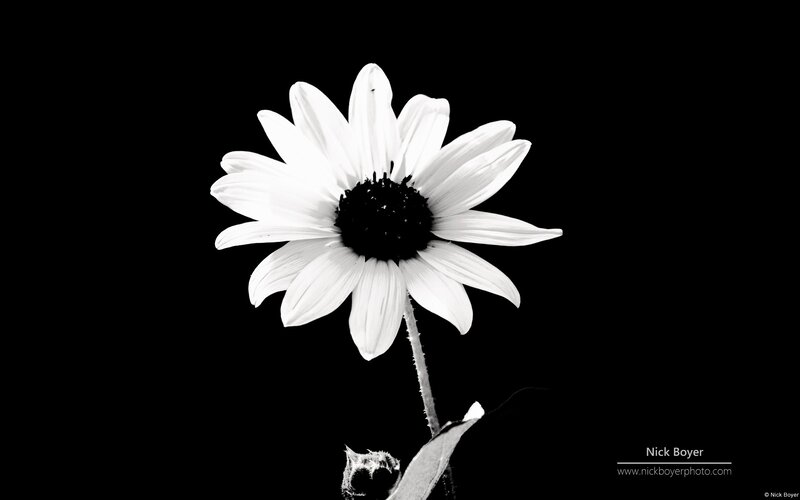 White Flower on Black — Dramatic, Photograph, Stem