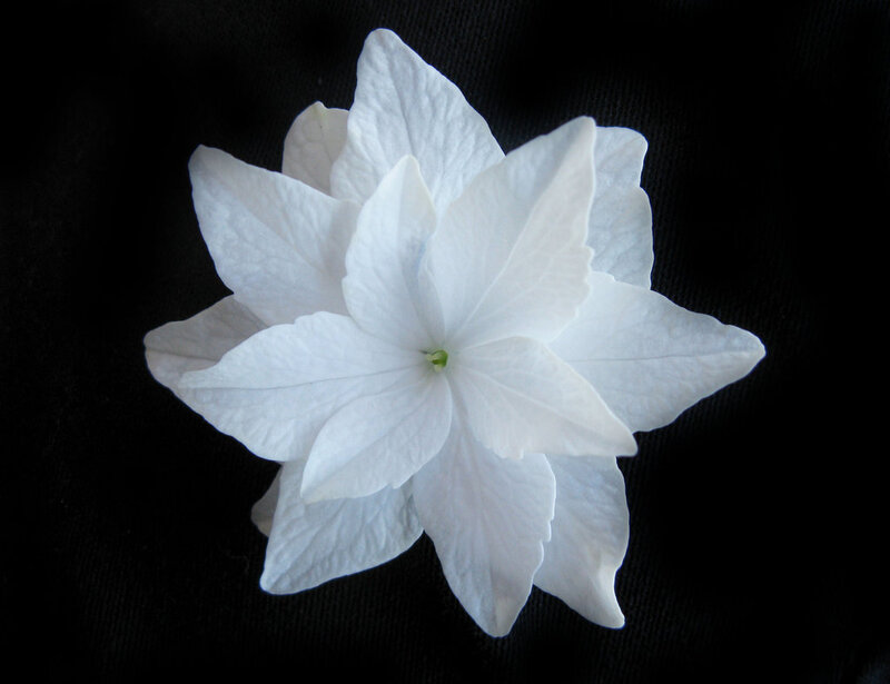 White Flower on Black — Dramatic