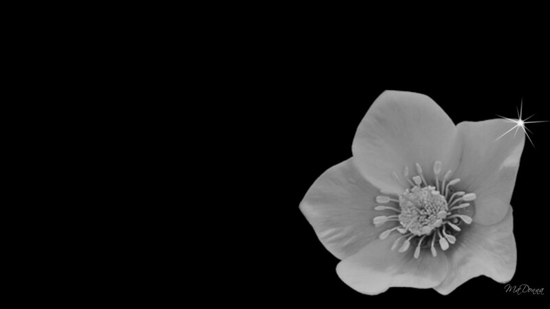 White Flower on Black — Minimalist