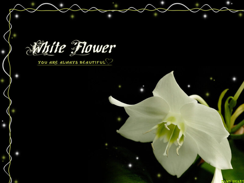 White Flower on Black — Serene