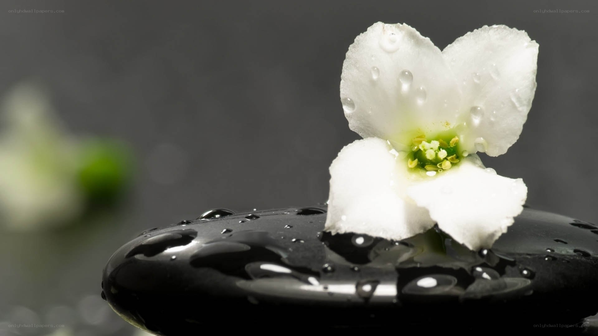 White flower on black stone