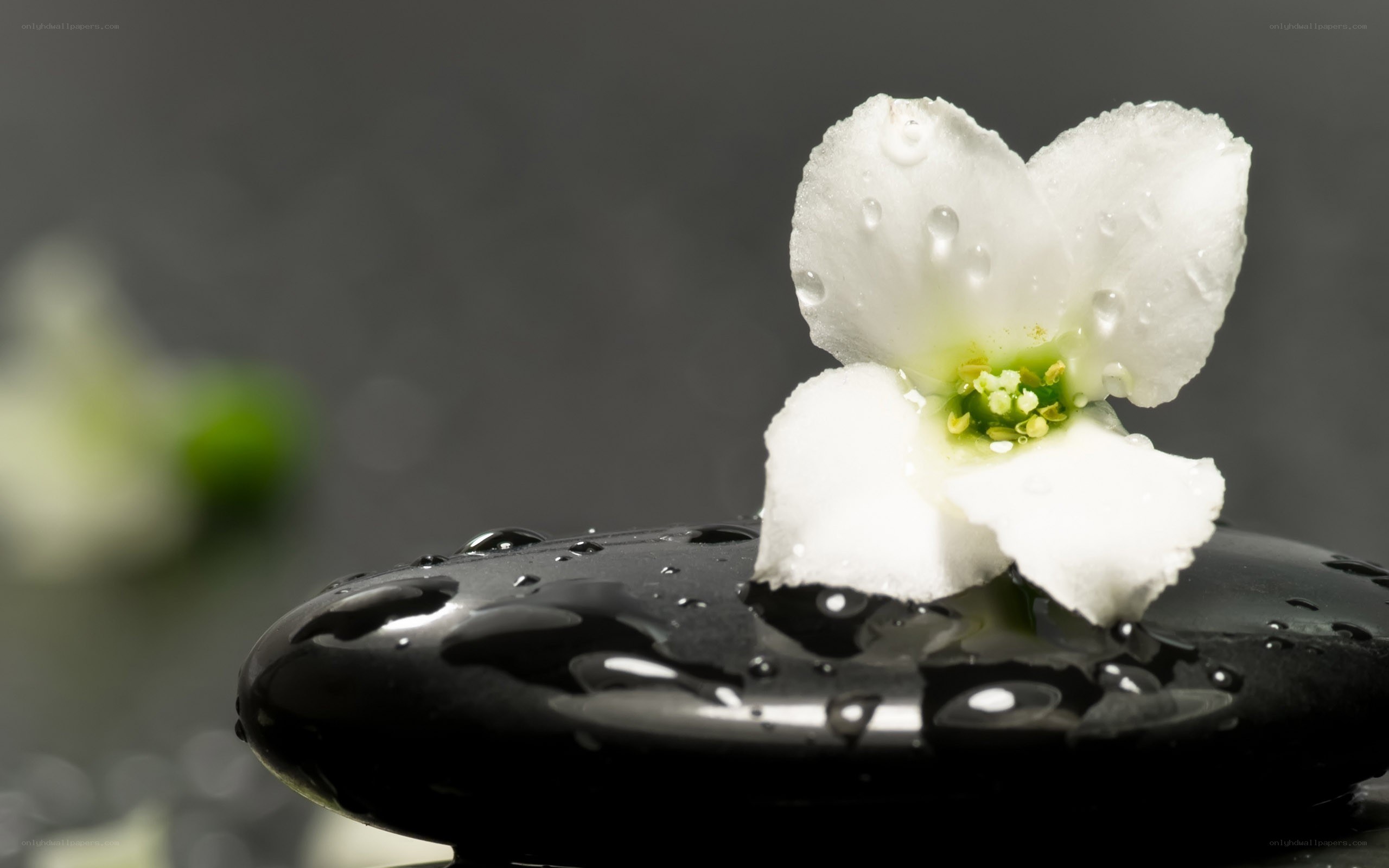 White flower on black stone