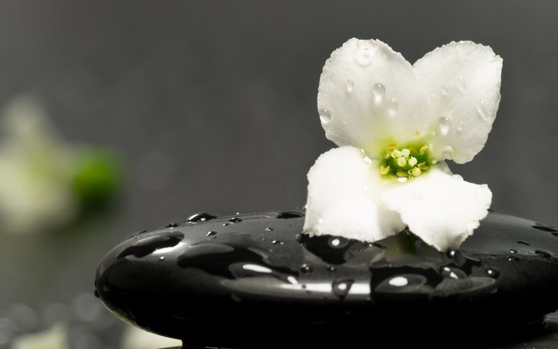 White Flower on Black Stone — Serene, Photograph