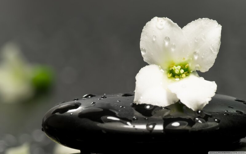 White Flower on Black Stone — Serene