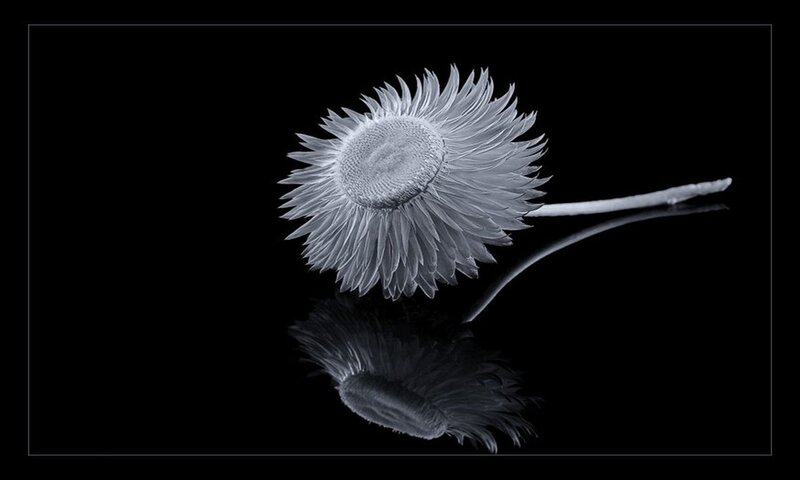 White Flower on Black Surface