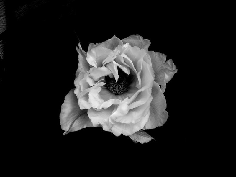 White Flower on Black
