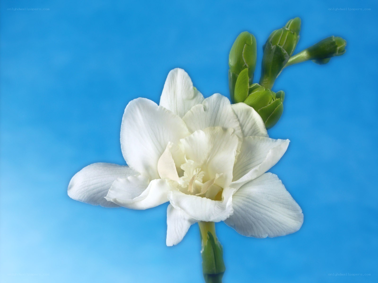 white flower on blue background