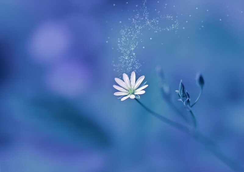 White Flower on Blue