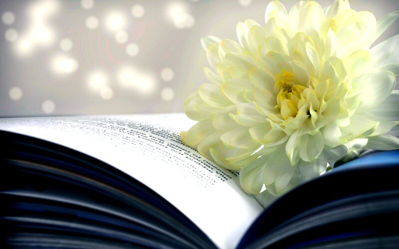 White Flower on Book — Serene, Photograph, Bokeh