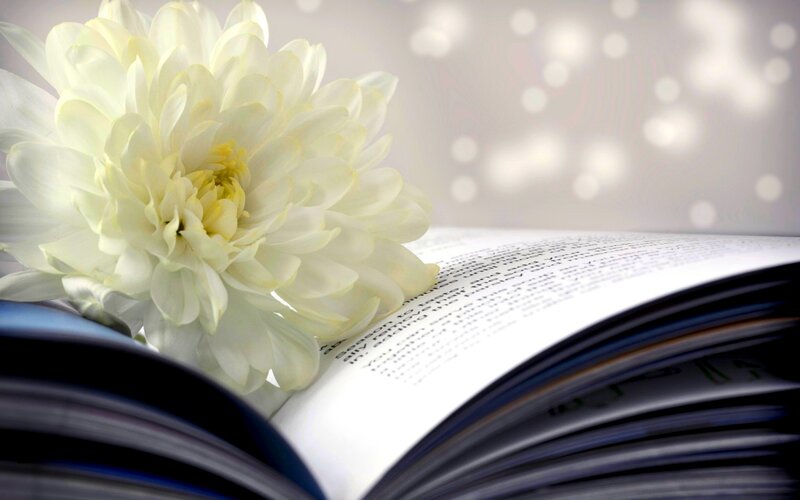 White Flower on Book — Serene