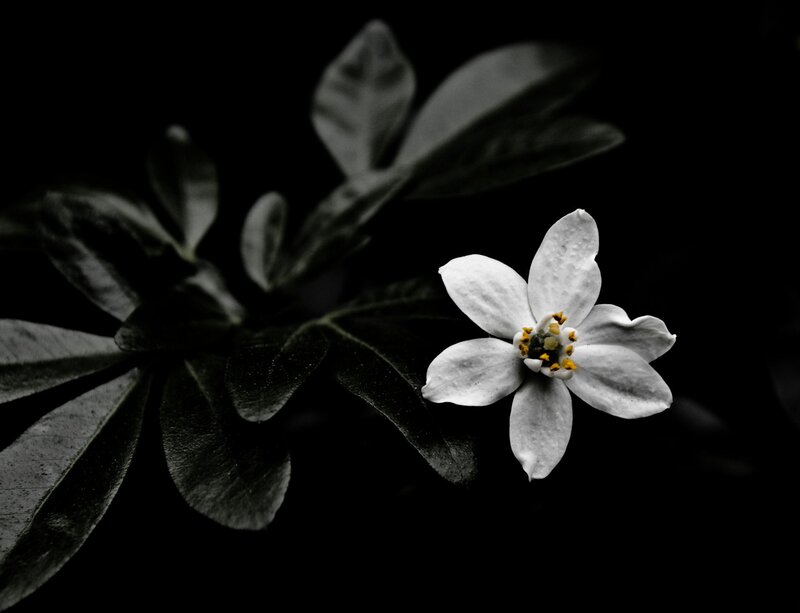 White Flower on Branch — Black, Dramatic