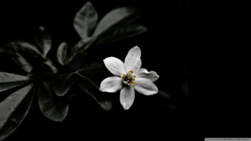 White Flower on Branch — Black