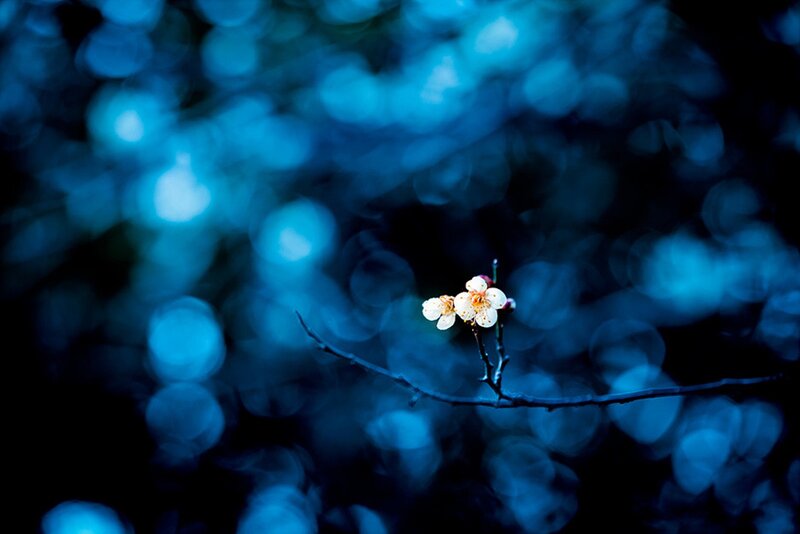 White Flower on Branch — Blue, Serene, Night