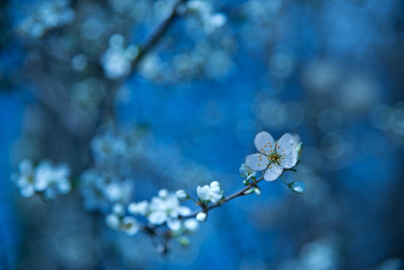 White Flower on Branch — Blue, Serene, Spring, Photograph