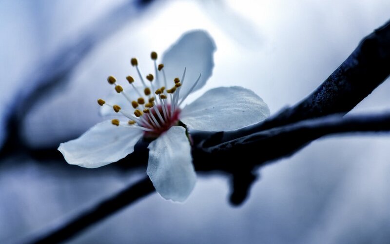 White Flower on Branch — Blue, Serene, Spring