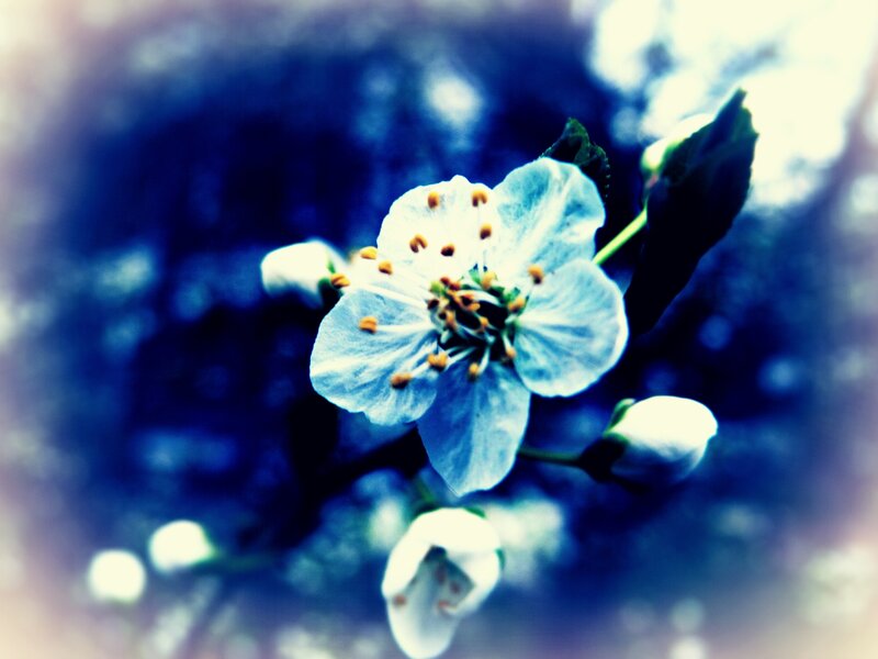White Flower on Branch — Blue