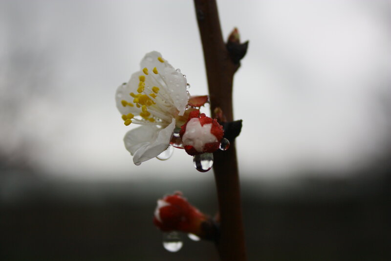 White Flower on Branch — Calm
